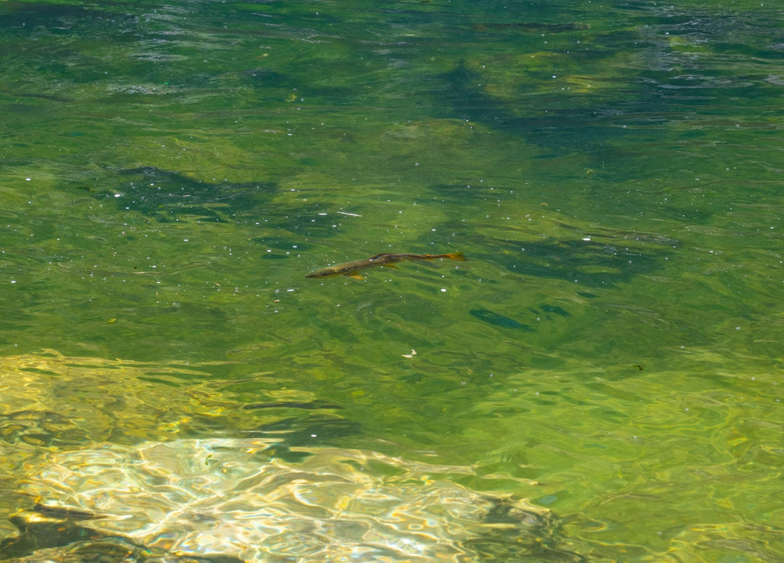 Precise weight adjustments lead to proper sink rate and more fish.