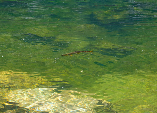 Precise weight adjustments lead to proper sink rate and more fish.