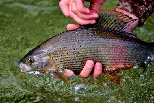 BBS (BIOT BACKED STONE) FLY TYING TUTORIAL