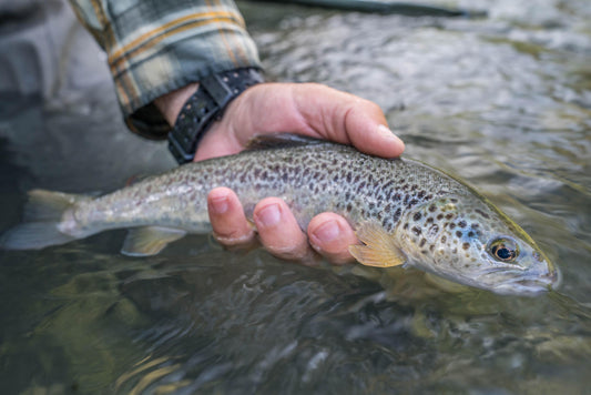 World Fly Fishing Championship 2018 Italy: Final Session on the Noce River