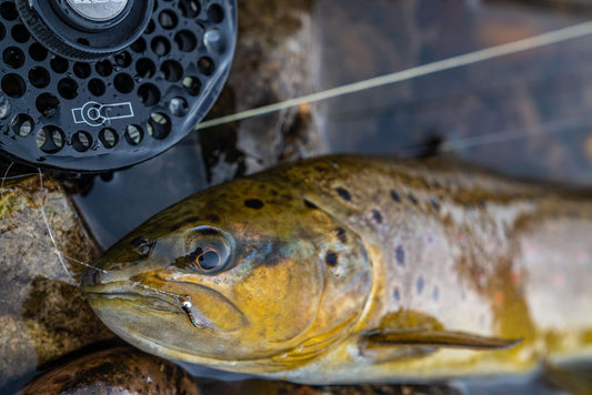 Winter Holding Water: Depth and Speed Can Be Relative