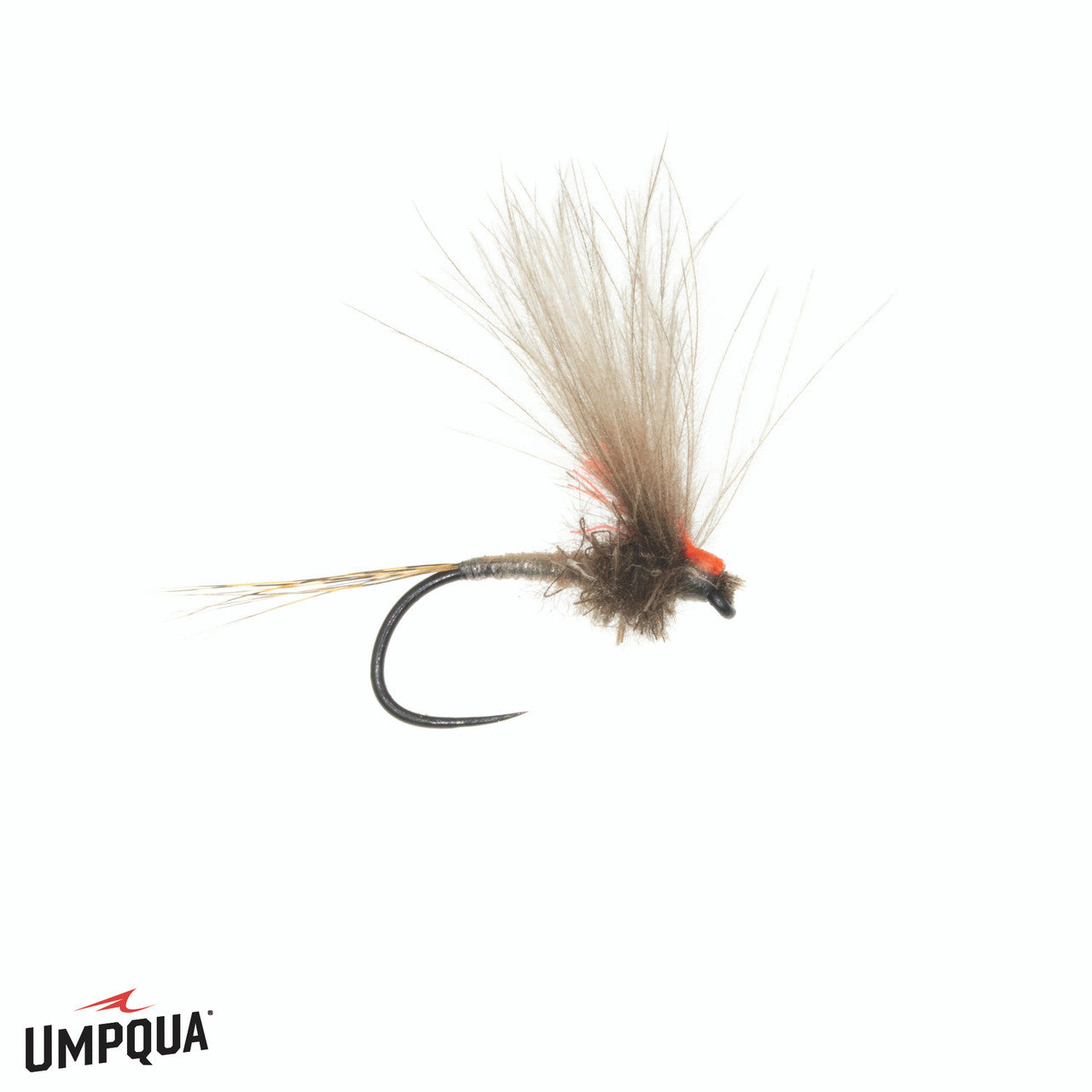 Antonio's Adult (BWO and PMD)