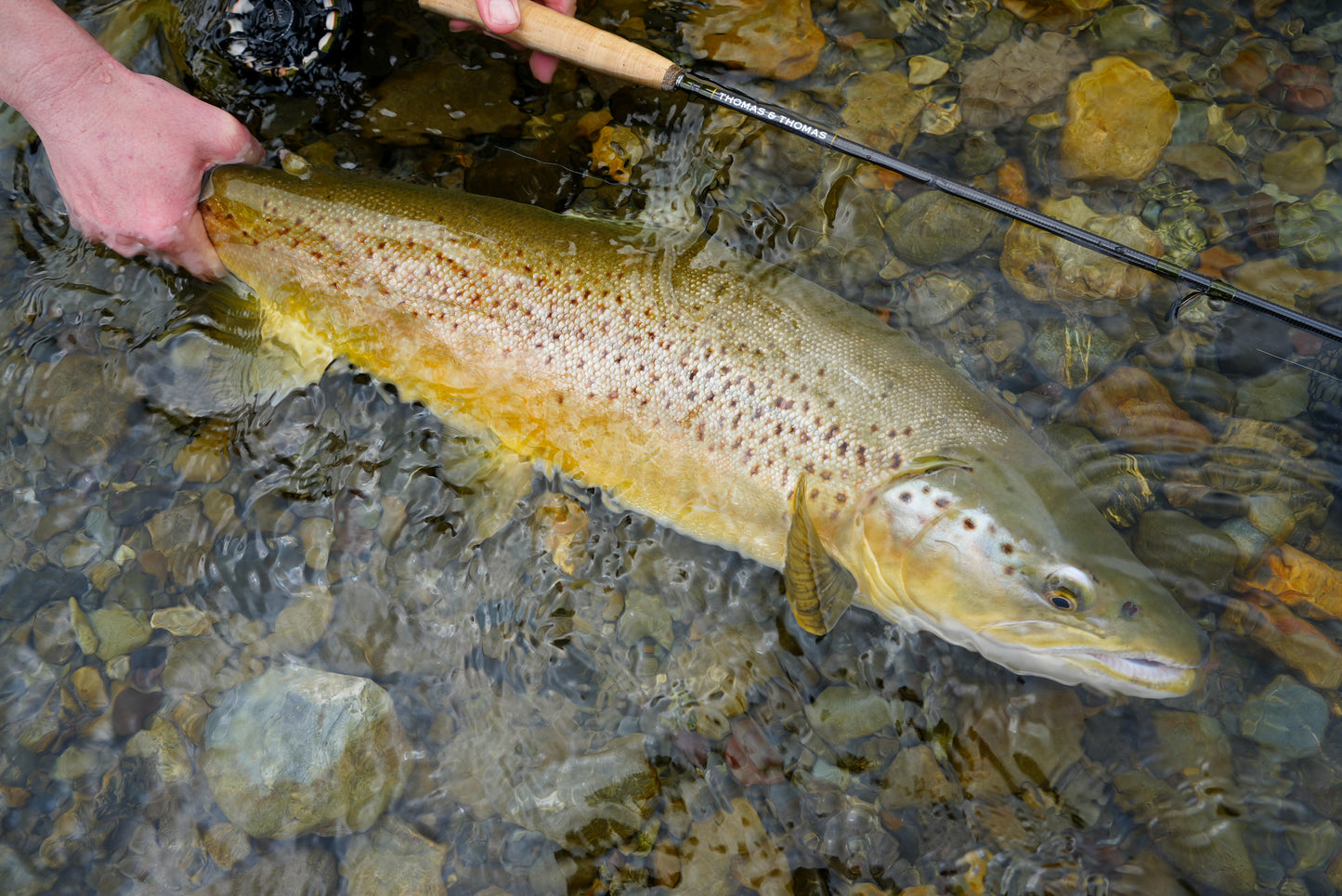 Thomas and Thomas Contact III Nymph Rods