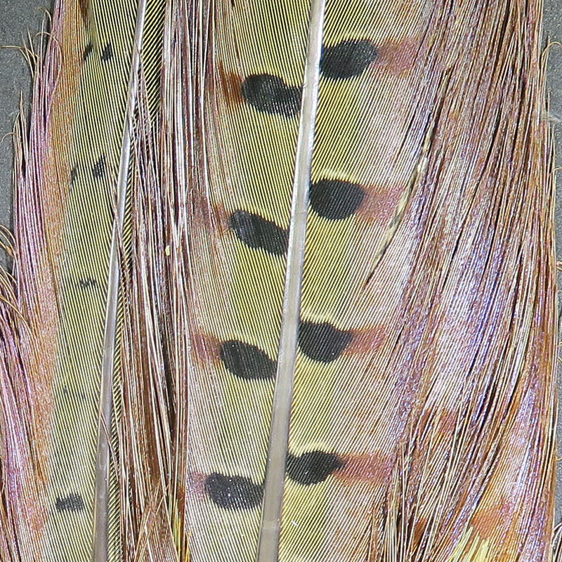 Hareline Ringneck Pheasant Tail Clump