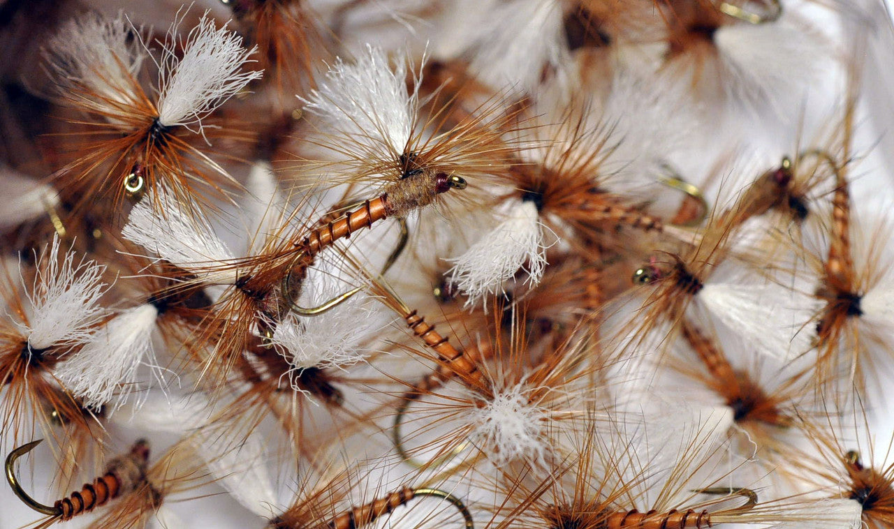 Brown Biot Body Parachute a la Conti