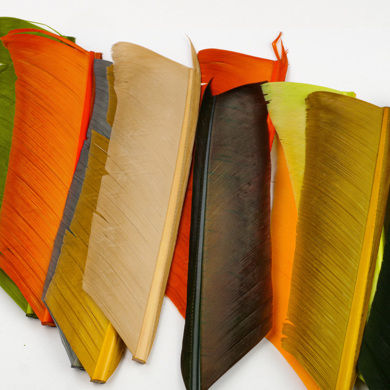 Natures Spirit Turkey Biot Quills