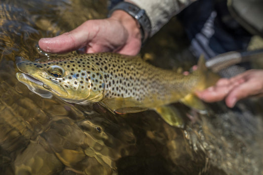 Trout Under the Trees