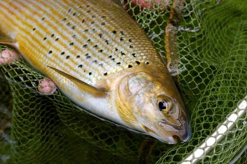 WORLD FLY FISHING CHAMPIONSHIPS IN BOSNIA: SESSION 3 VRBAS RIVER