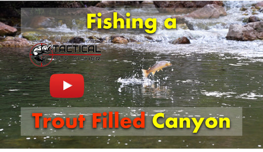 Fishing a Remote Canyon and a New Entomology Course