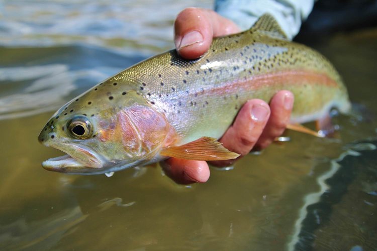 WORLD FLY FISHING CHAMPIONSHIPS PROLOGUE