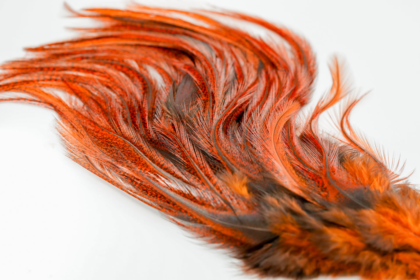 Whiting Euro Nymph CDL Tailing Packs