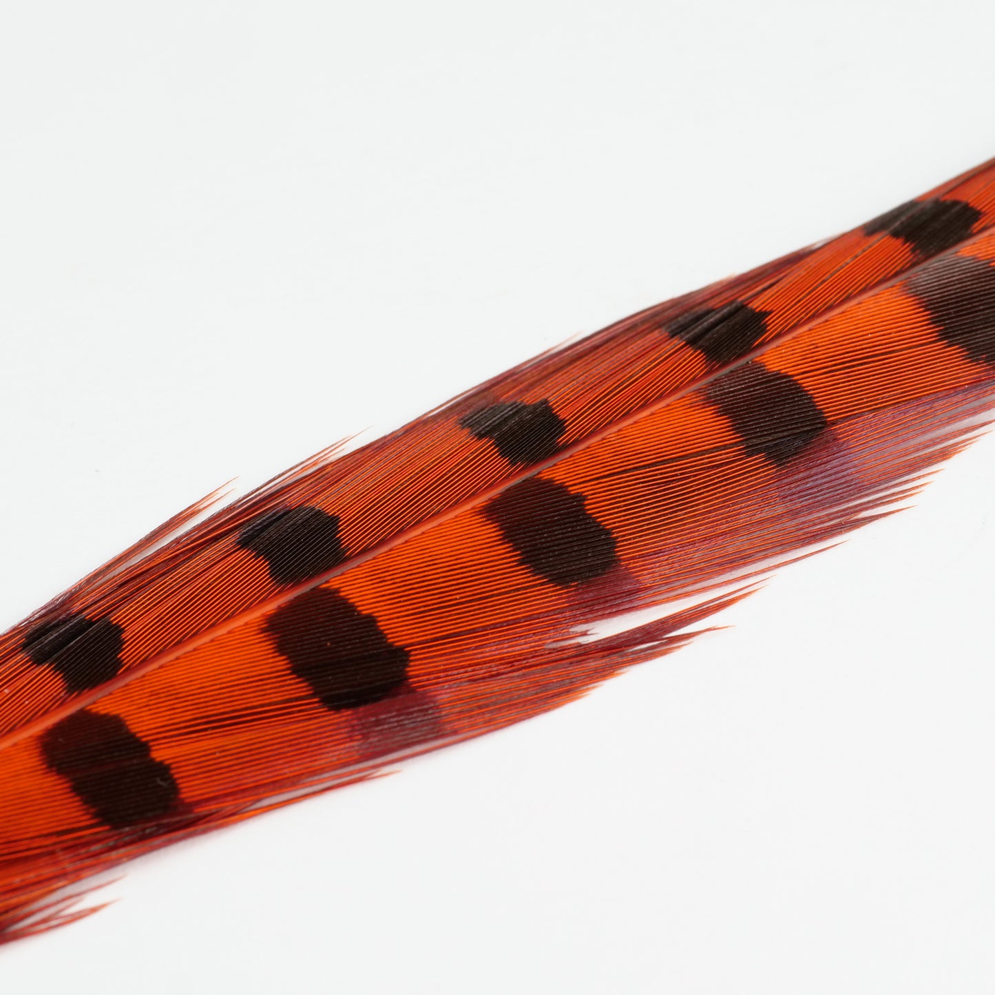 UV2 Pheasant Tail Feathers