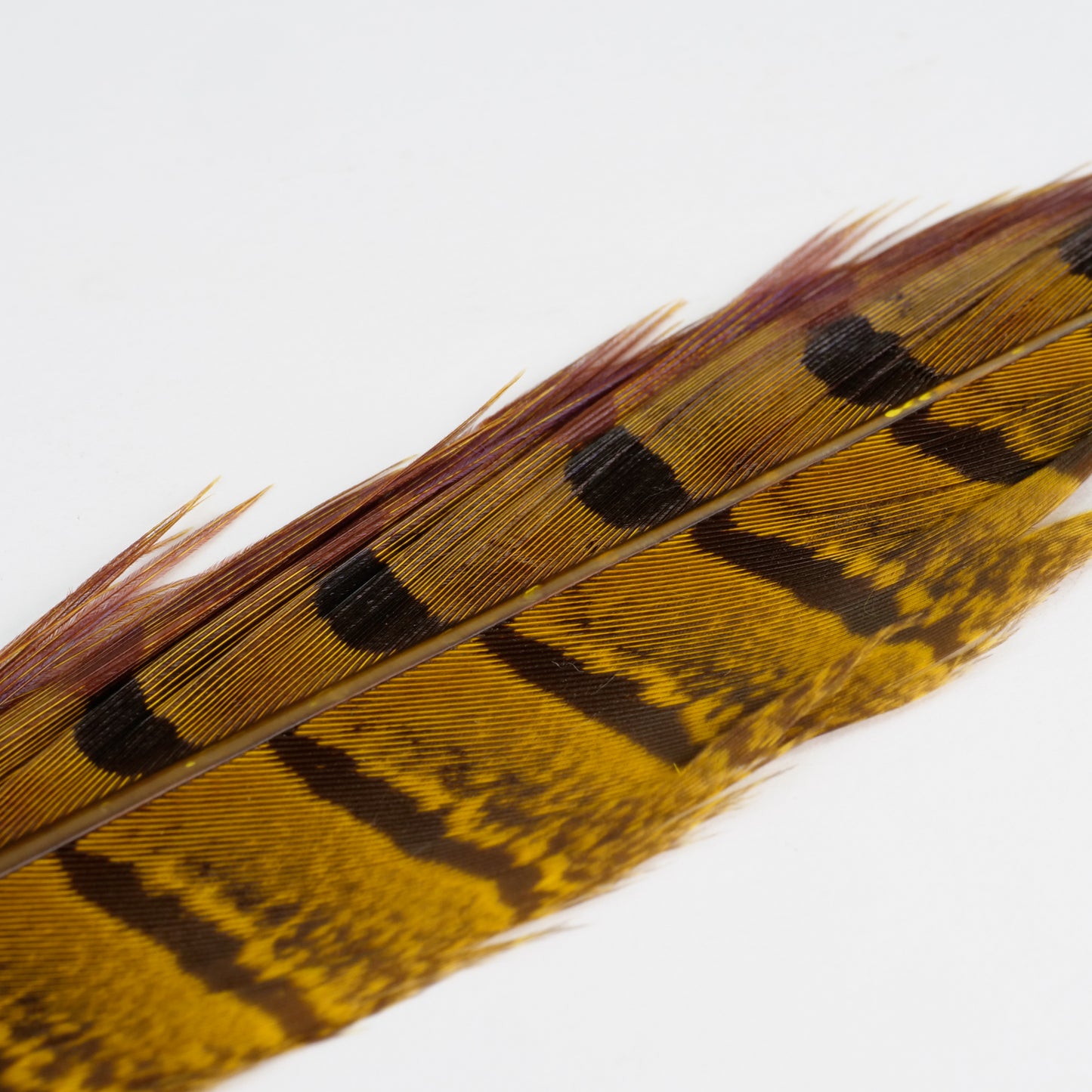 UV2 Pheasant Tail Feathers