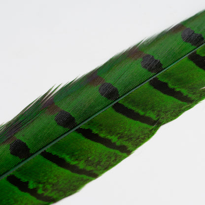 UV2 Pheasant Tail Feathers