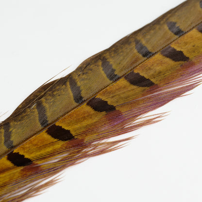 UV2 Pheasant Tail Feathers