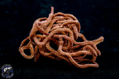 Soldarini Wormstasy Chenille