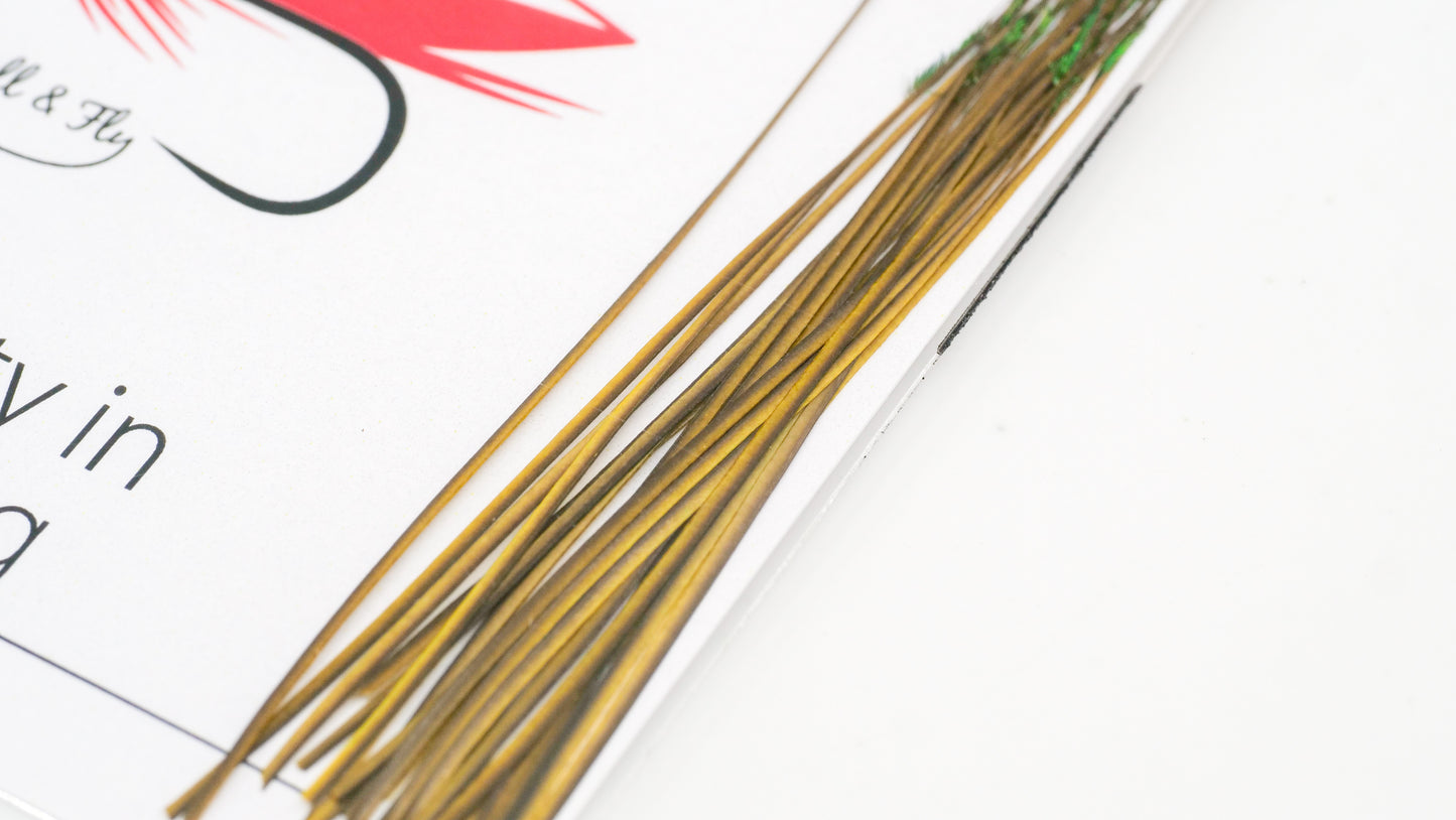 Polish Stripped Peacock Quills